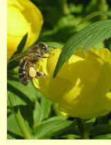 Купальница, купава, авдотки (Trollius europaeus L) Купальница, купава, авдотки (Trollius europaeus L)
